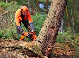 Best Lawn Mowing  in Copperopolis, CA